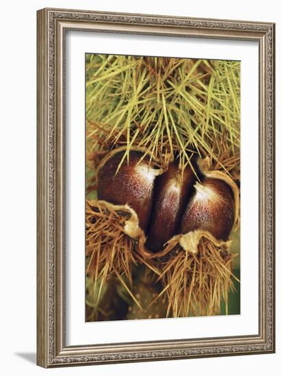 Sweet Chestnuts-Colin Varndell-Framed Photographic Print