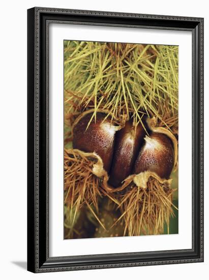 Sweet Chestnuts-Colin Varndell-Framed Photographic Print