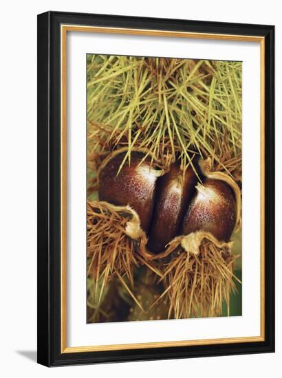 Sweet Chestnuts-Colin Varndell-Framed Photographic Print