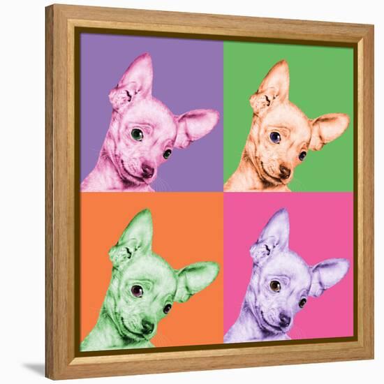 Sweet Chihuahua Pop-Jon Bertelli-Framed Stretched Canvas