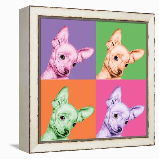 Sweet Chihuahua Pop-Jon Bertelli-Framed Stretched Canvas