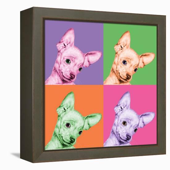 Sweet Chihuahua Pop-Jon Bertelli-Framed Stretched Canvas