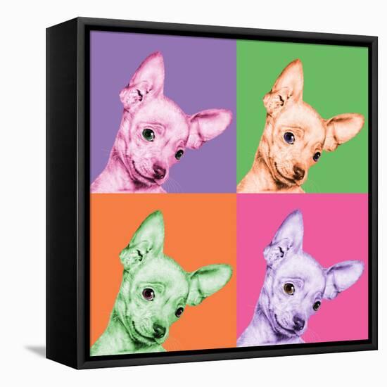 Sweet Chihuahua Pop-Jon Bertelli-Framed Stretched Canvas