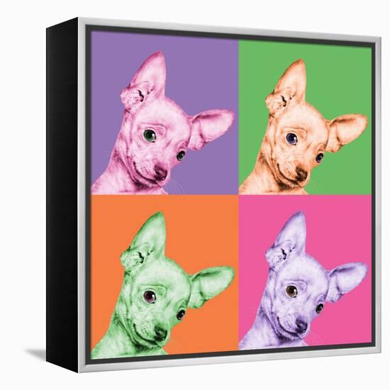 Sweet Chihuahua Pop-Jon Bertelli-Framed Stretched Canvas