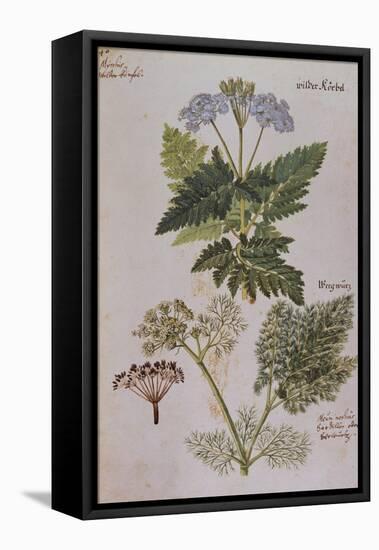 Sweet Cicily, Myrrhis Odorata, Above Baldmoney Plant; Meum Athamanticum. from 'Camerarius…-Joachim Camerarius-Framed Premier Image Canvas