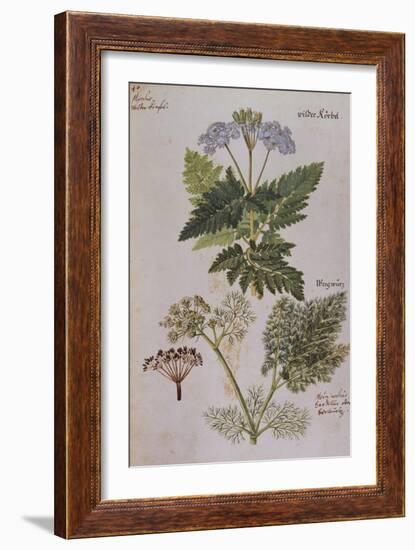 Sweet Cicily, Myrrhis Odorata, Above Baldmoney Plant; Meum Athamanticum. from 'Camerarius…-Joachim Camerarius-Framed Giclee Print