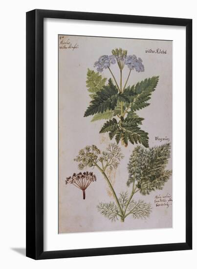 Sweet Cicily, Myrrhis Odorata, Above Baldmoney Plant; Meum Athamanticum. from 'Camerarius…-Joachim Camerarius-Framed Giclee Print