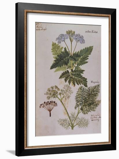 Sweet Cicily, Myrrhis Odorata, Above Baldmoney Plant; Meum Athamanticum. from 'Camerarius…-Joachim Camerarius-Framed Giclee Print