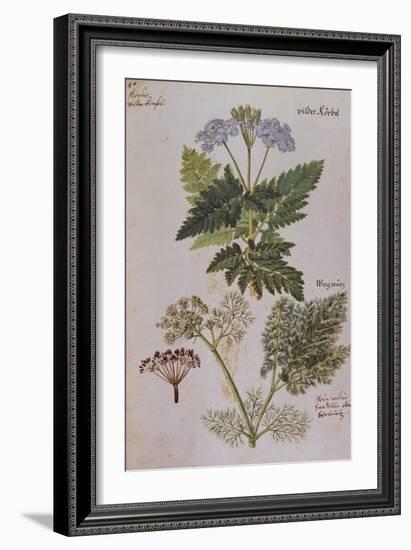 Sweet Cicily, Myrrhis Odorata, Above Baldmoney Plant; Meum Athamanticum. from 'Camerarius…-Joachim Camerarius-Framed Giclee Print