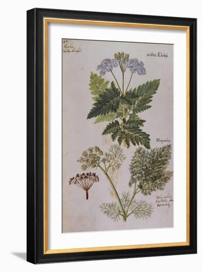 Sweet Cicily, Myrrhis Odorata, Above Baldmoney Plant; Meum Athamanticum. from 'Camerarius…-Joachim Camerarius-Framed Giclee Print