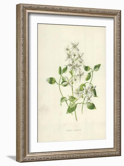 Sweet Clematis-Frederick Edward Hulme-Framed Giclee Print