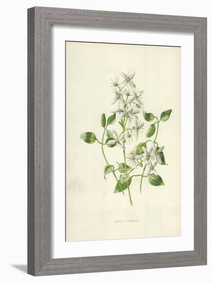 Sweet Clematis-Frederick Edward Hulme-Framed Giclee Print