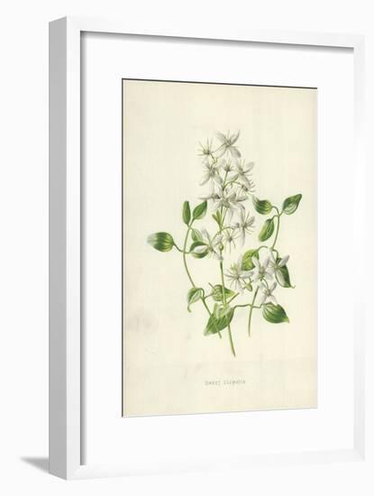 Sweet Clematis-Frederick Edward Hulme-Framed Giclee Print