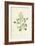 Sweet Clematis-Frederick Edward Hulme-Framed Giclee Print