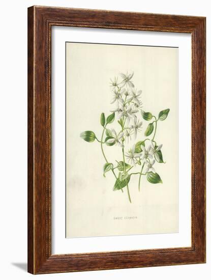 Sweet Clematis-Frederick Edward Hulme-Framed Giclee Print