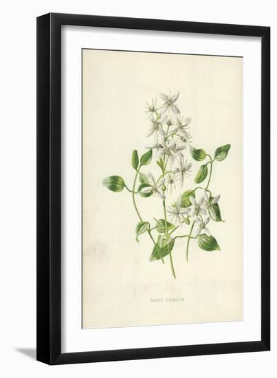 Sweet Clematis-Frederick Edward Hulme-Framed Giclee Print