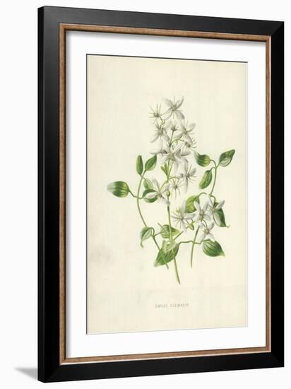 Sweet Clematis-Frederick Edward Hulme-Framed Giclee Print