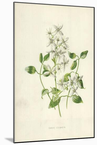 Sweet Clematis-Frederick Edward Hulme-Mounted Giclee Print