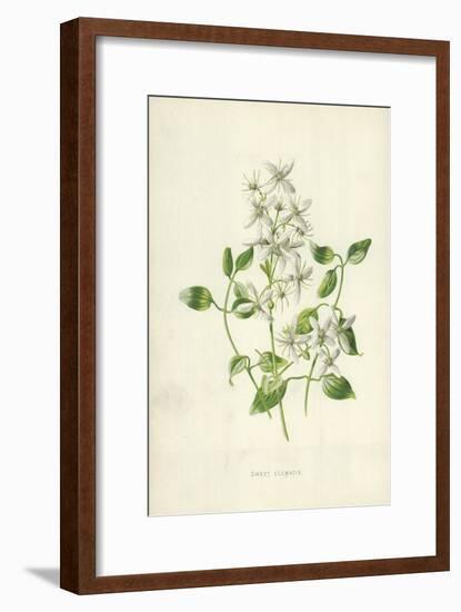 Sweet Clematis-Frederick Edward Hulme-Framed Giclee Print