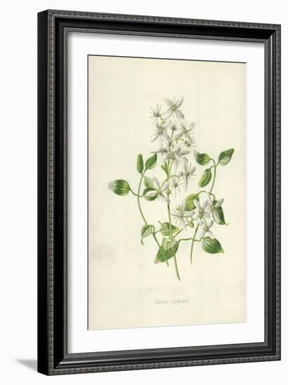 Sweet Clematis-Frederick Edward Hulme-Framed Giclee Print