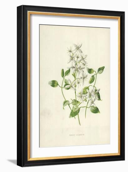 Sweet Clematis-Frederick Edward Hulme-Framed Giclee Print