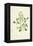 Sweet Clematis-Frederick Edward Hulme-Framed Premier Image Canvas