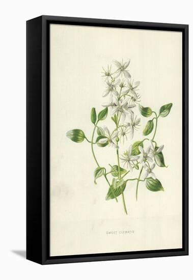 Sweet Clematis-Frederick Edward Hulme-Framed Premier Image Canvas