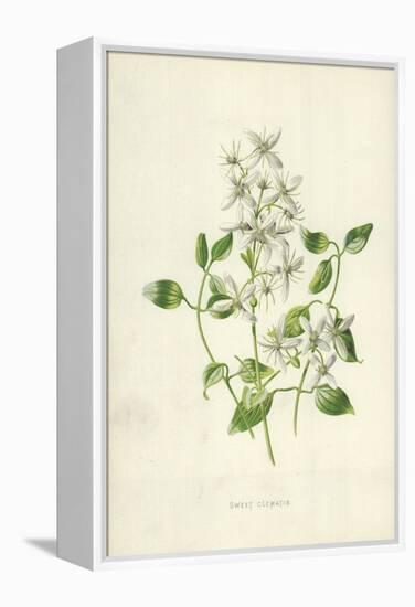 Sweet Clematis-Frederick Edward Hulme-Framed Premier Image Canvas