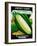 Sweet Corn Seed Packet-Lantern Press-Framed Art Print