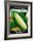 Sweet Corn Seed Packet-Lantern Press-Framed Art Print