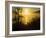 Sweet Fennel, Foeniculum Vulgare, and Sunset over Big Sur Coastline, California, Usa-Paul Colangelo-Framed Photographic Print