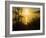 Sweet Fennel, Foeniculum Vulgare, and Sunset over Big Sur Coastline, California, Usa-Paul Colangelo-Framed Photographic Print