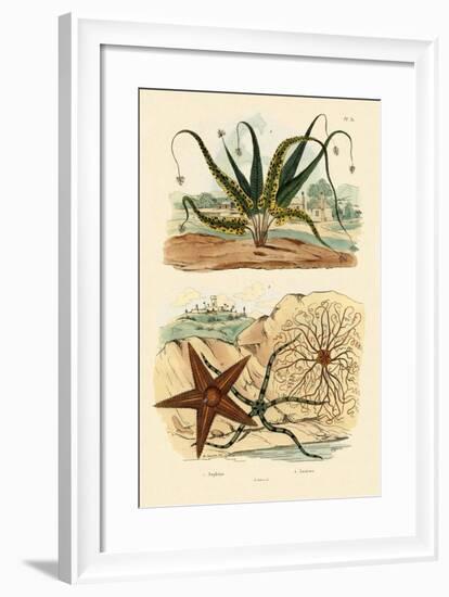 Sweet Fern, 1833-39-null-Framed Giclee Print