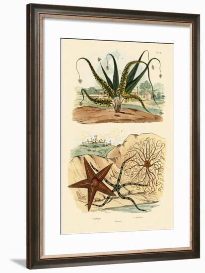 Sweet Fern, 1833-39-null-Framed Giclee Print