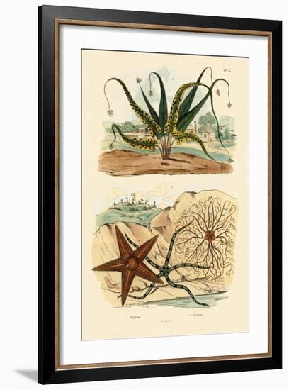 Sweet Fern, 1833-39-null-Framed Giclee Print