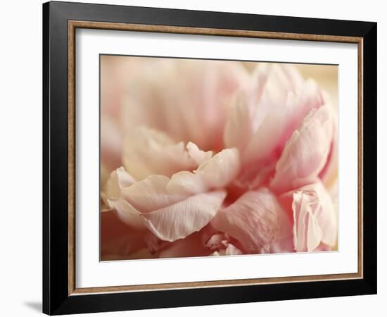 Sweet Flower I-Nicole Katano-Framed Photo