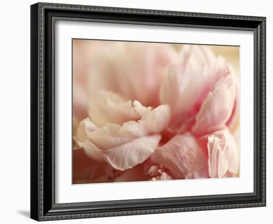 Sweet Flower I-Nicole Katano-Framed Photo