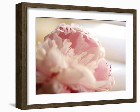 Sweet Flower II-Nicole Katano-Framed Photo