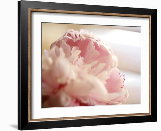 Sweet Flower II-Nicole Katano-Framed Photo