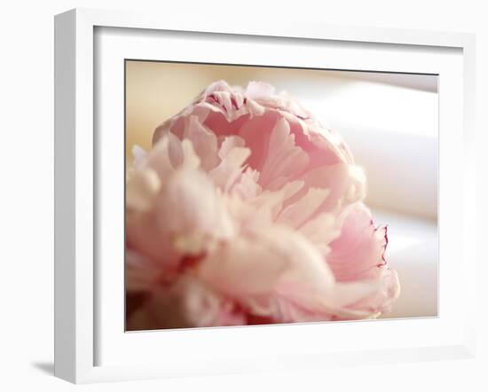 Sweet Flower II-Nicole Katano-Framed Photo