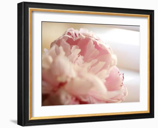 Sweet Flower II-Nicole Katano-Framed Photo