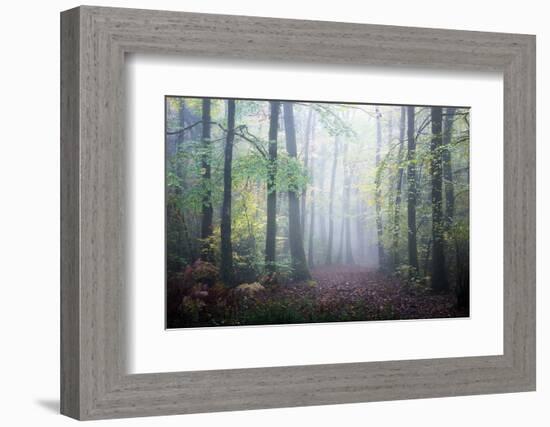 Sweet Forest-Philippe Manguin-Framed Photographic Print