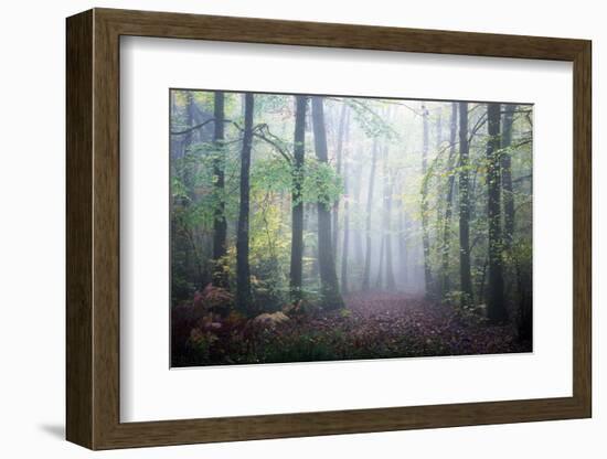 Sweet Forest-Philippe Manguin-Framed Photographic Print