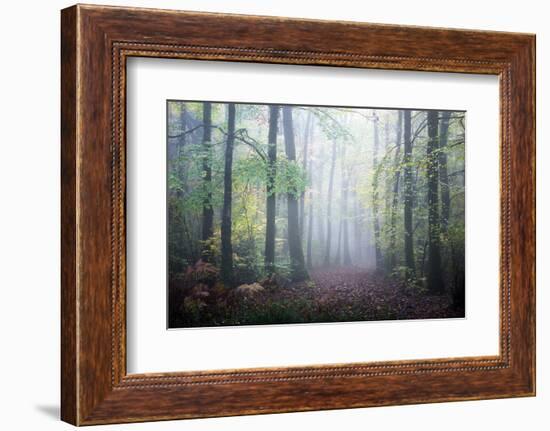 Sweet Forest-Philippe Manguin-Framed Photographic Print