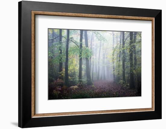 Sweet Forest-Philippe Manguin-Framed Photographic Print