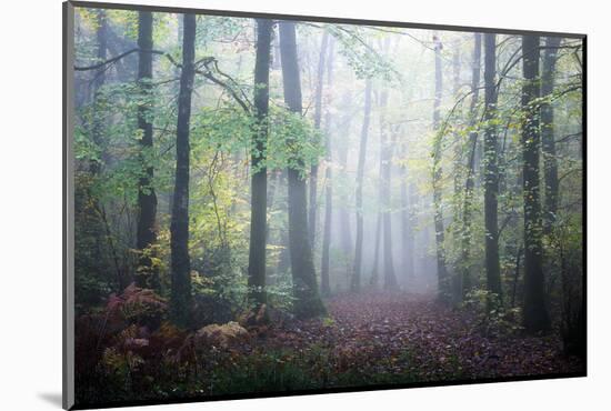 Sweet Forest-Philippe Manguin-Mounted Photographic Print