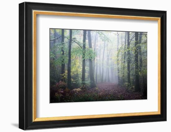 Sweet Forest-Philippe Manguin-Framed Photographic Print