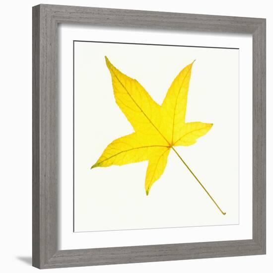 Sweet Gum Leaf-DLILLC-Framed Photographic Print