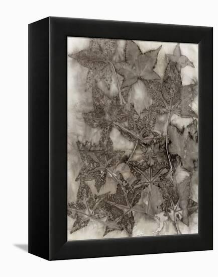 Sweet Gum Leaves-Kathryn Phillips-Framed Stretched Canvas