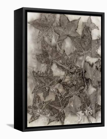 Sweet Gum Leaves-Kathryn Phillips-Framed Stretched Canvas